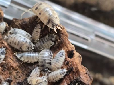 Dairy Cow Isopods and Springtails