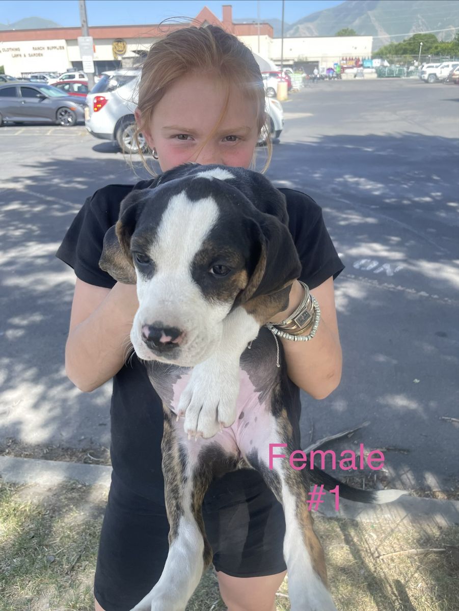 Walker hound bull dog cross puppies