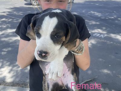 Walker hound bull dog cross puppies
