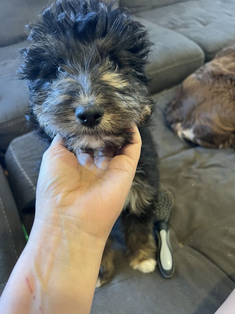 Aussiedoodles