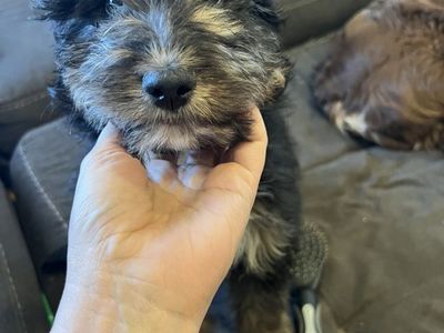 Aussiedoodles