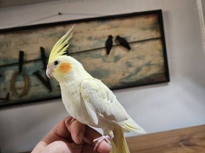 (Pickup Pending)Tame Baby Lutino Cockatiel