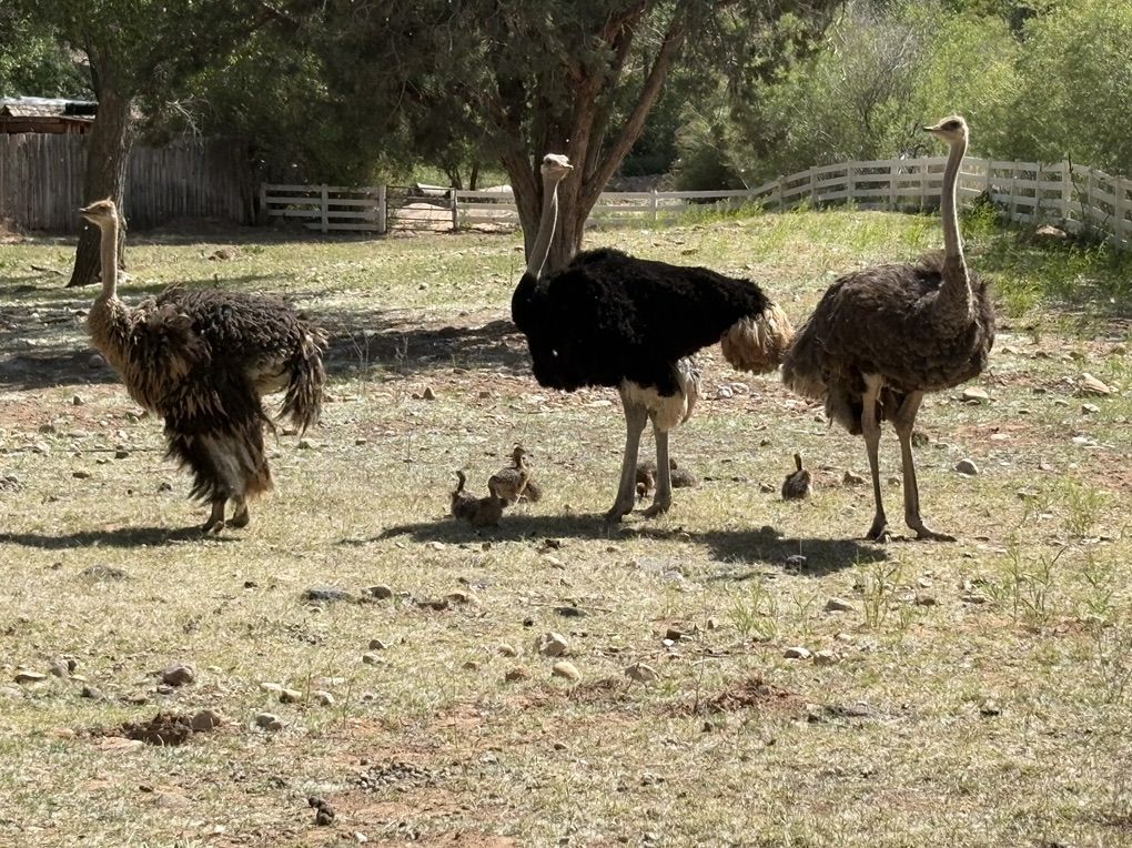 Ostrich’s, Highland  bulls & Pygmy Goats