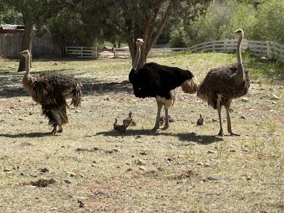 Ostrich’s, Highland bulls & Pygmy Goats