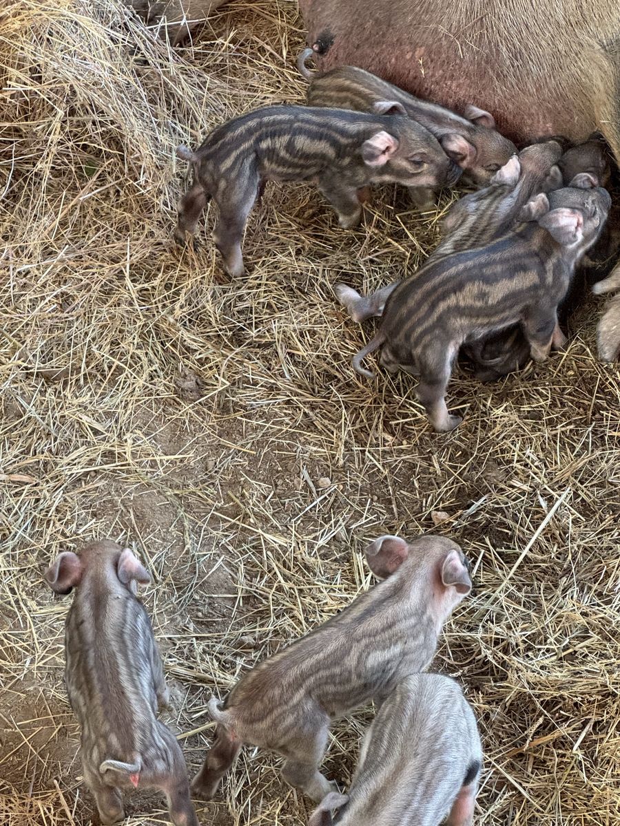 Berkshire/mangalista Cross Piglets