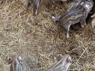 Berkshire/mangalista Cross Piglets