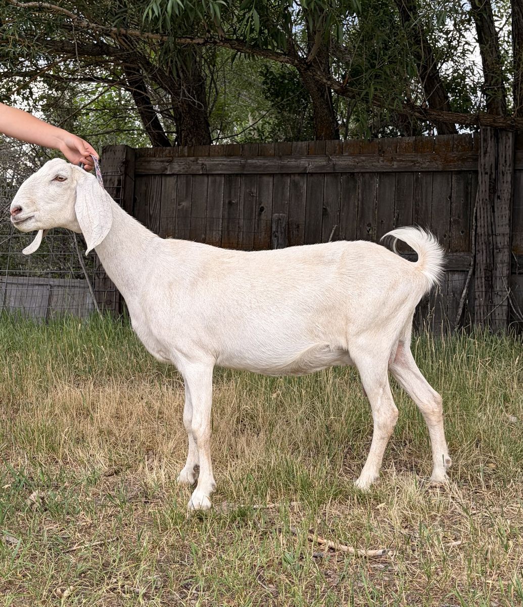 ADGA Purebred Nubian Doe IN MILK