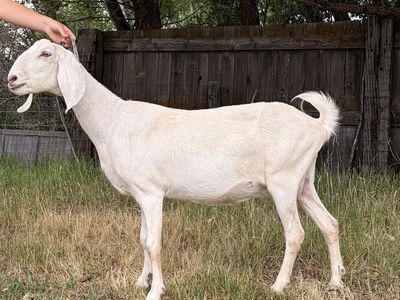 ADGA Purebred Nubian Doe IN MILK