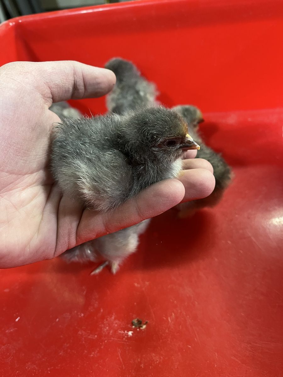 Buff/Splash Cochin Chicks