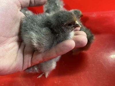 Buff/Splash Cochin Chicks