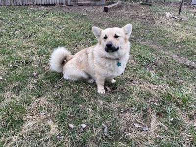Norwegian Corg-hound