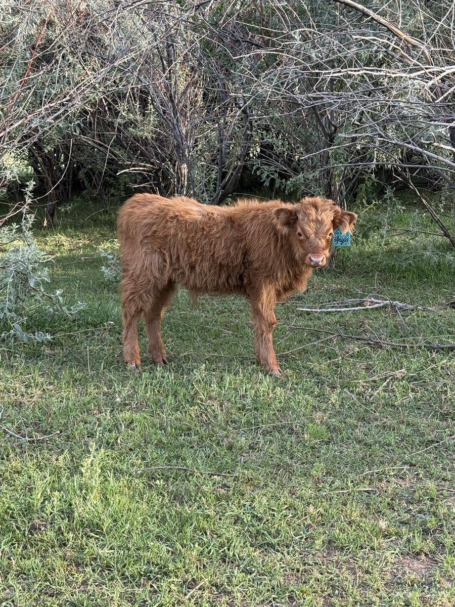 Mid-Size Highland Bull (Steer)