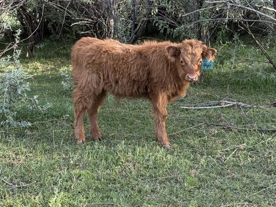 Mid-Size Highland Bull (Steer)