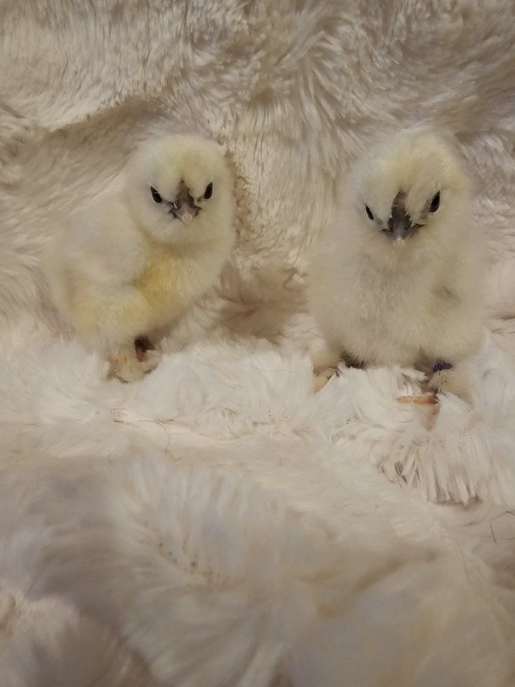 Silkie Chicks - paint silkies