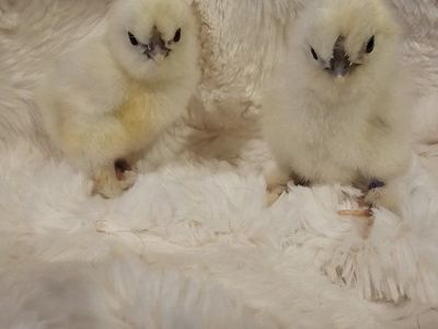 Silkie Chicks - paint silkies