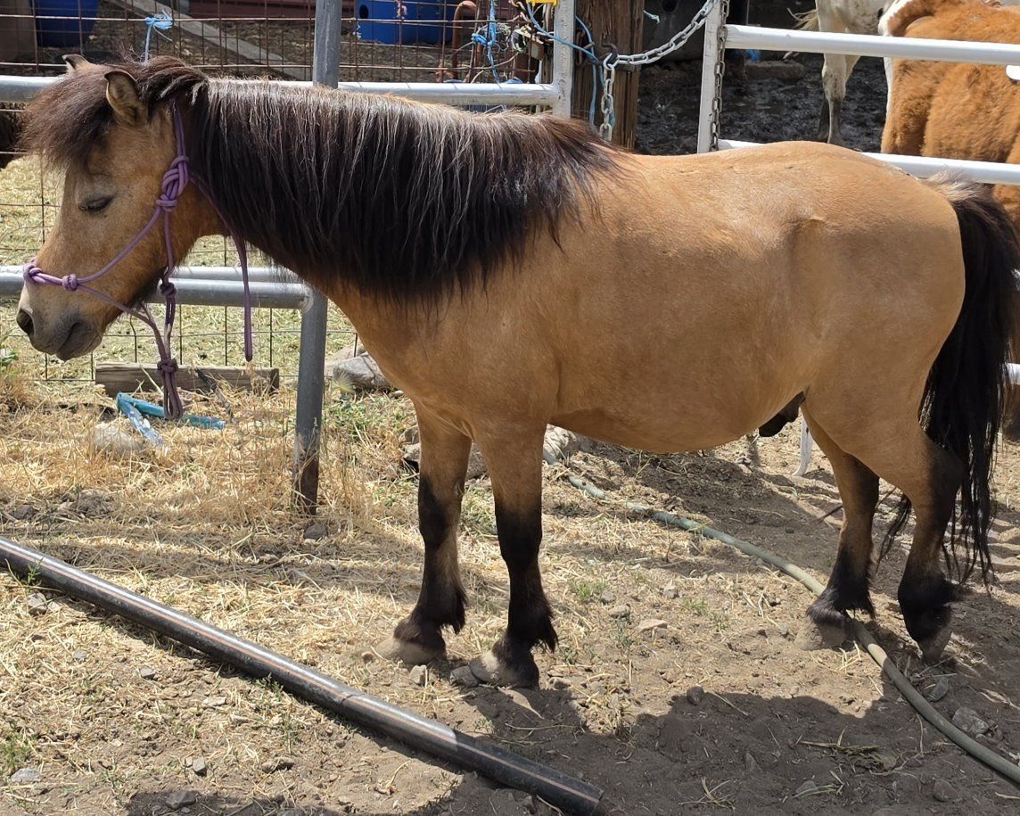 Mini horse