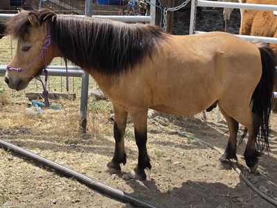 Mini horse