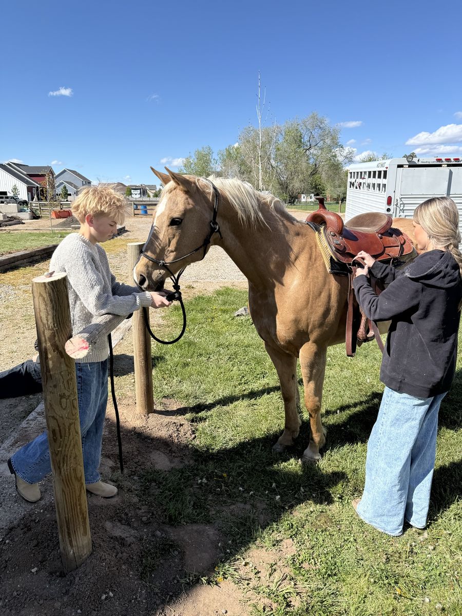 Palomino Quarter Horse Mare - Experienced Trail & Family Horse