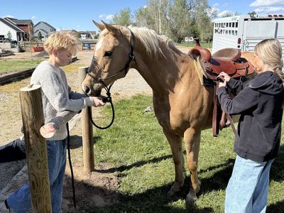 Palomino Quarter Horse Mare - Experienced Trail & Family Horse
