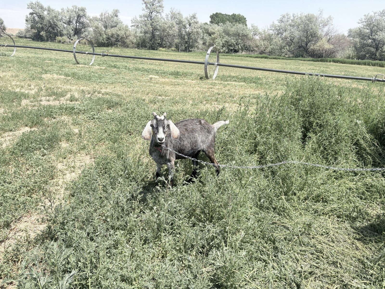 Nubian goats