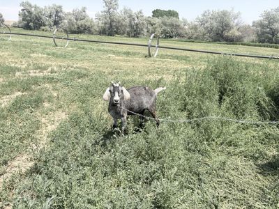 Nubian goats