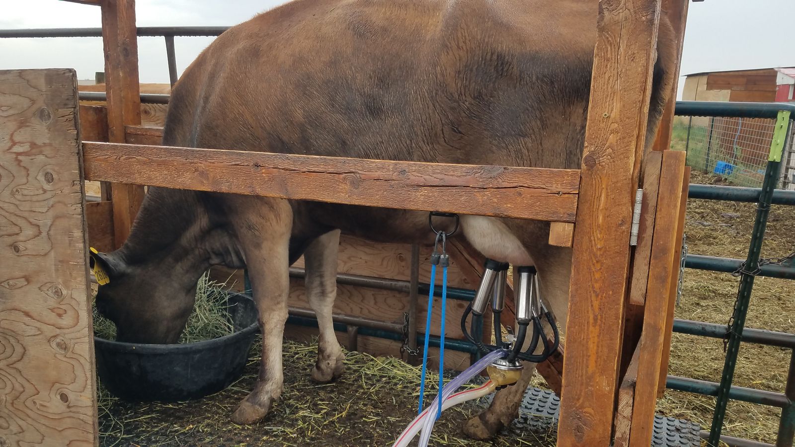 A2/A2 Family Jersey Milking Cow