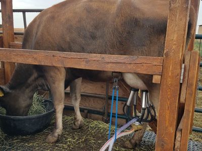 A2/A2 Family Jersey Milking Cow