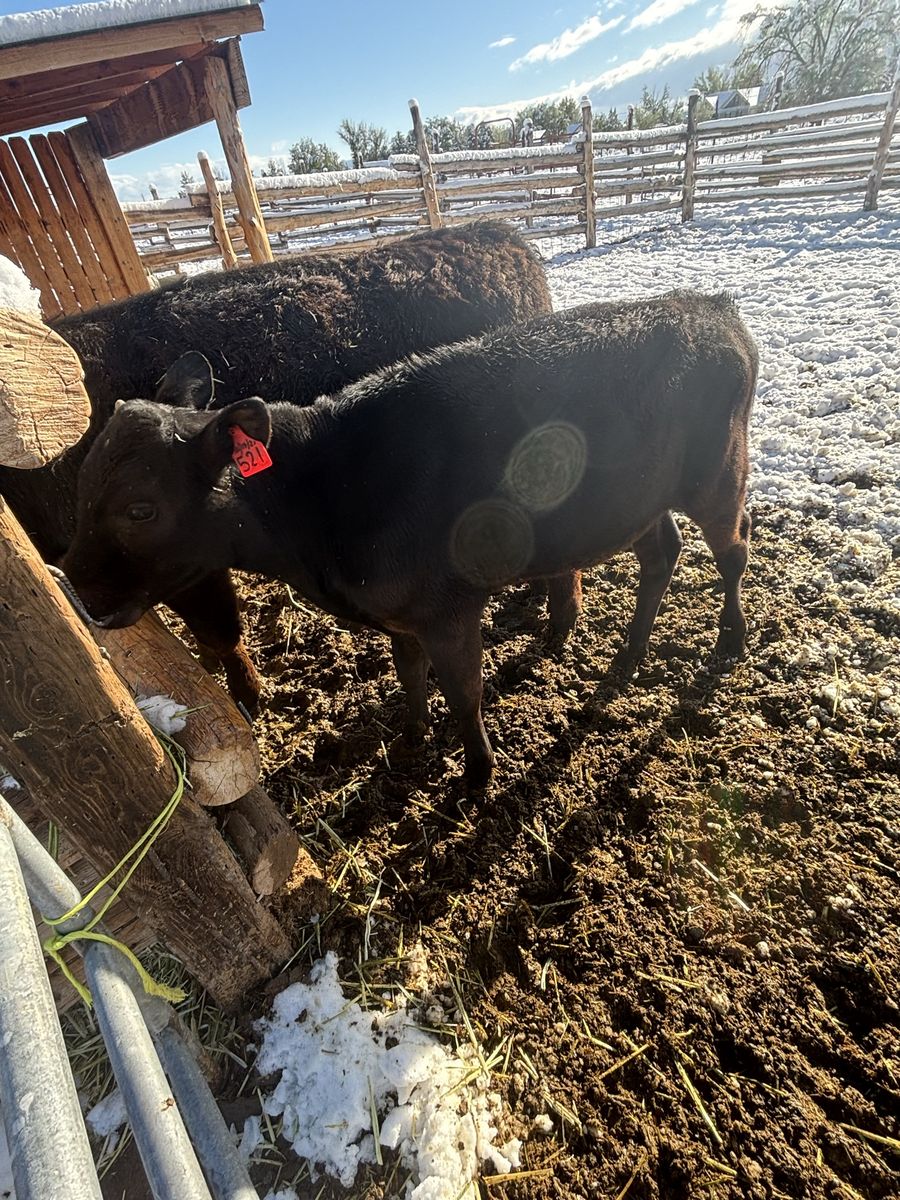 Angus/cross steer calf