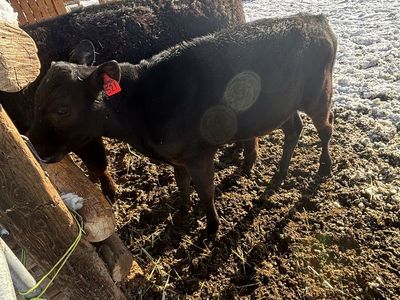 Angus/cross steer calf