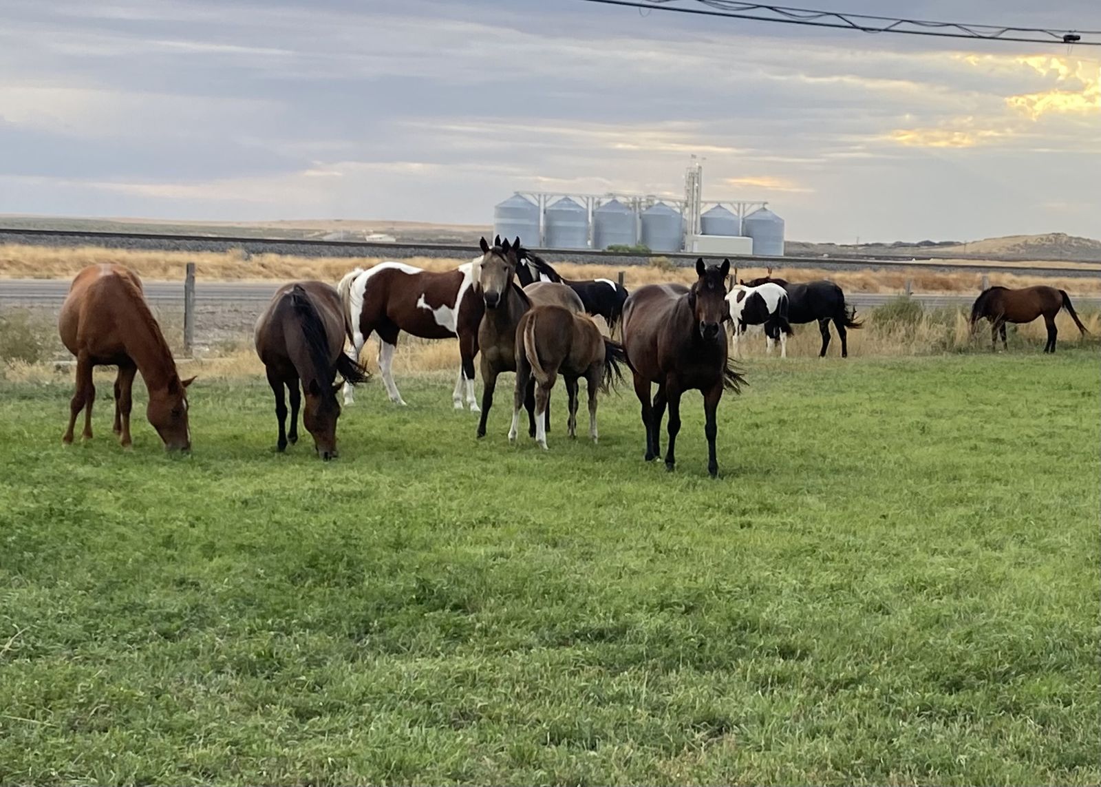 Registered Horses for Sale
