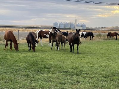 Registered Horses for Sale
