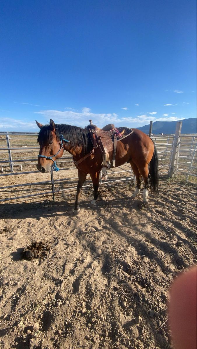Colts (in search of read description)