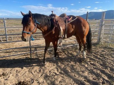Colts (in search of read description)