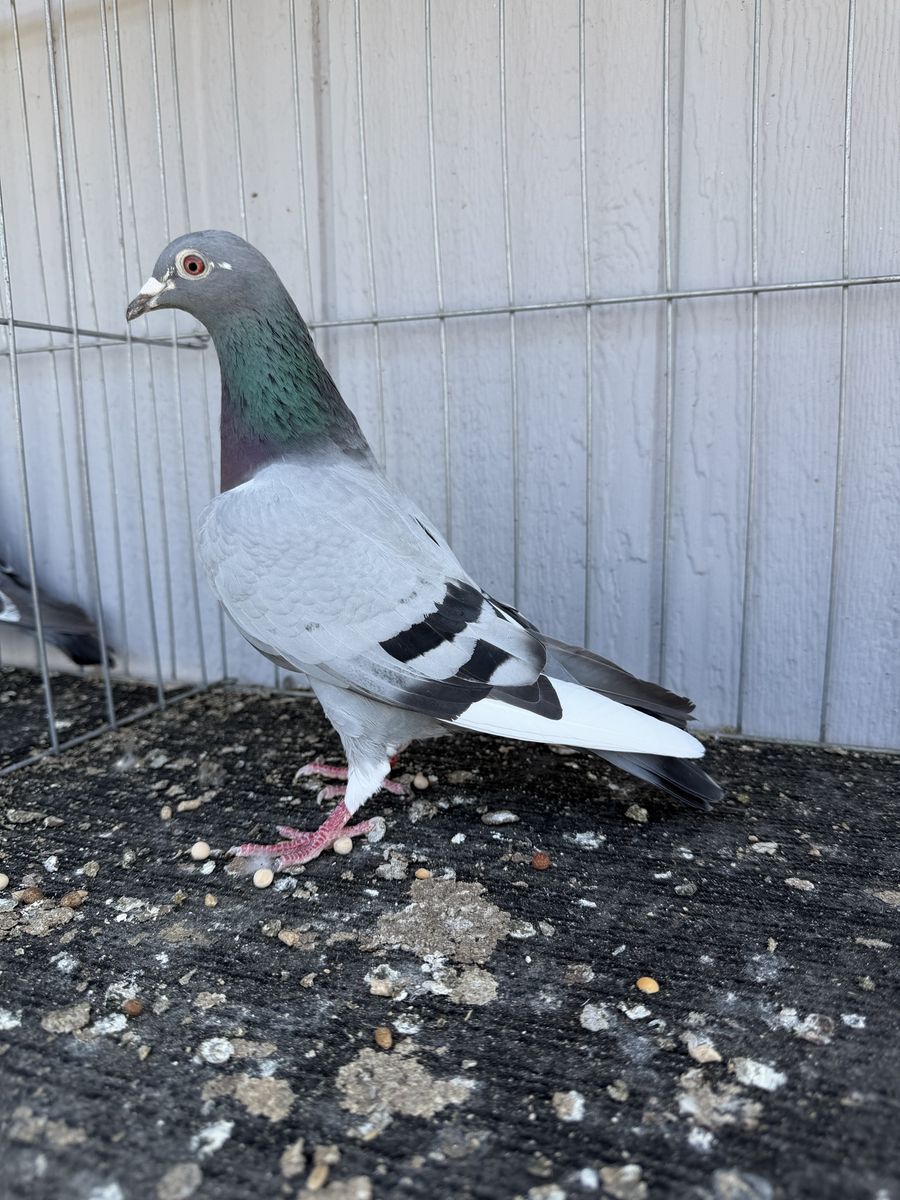 Racing Pigeons