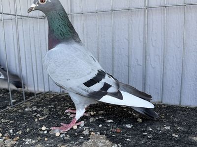 Racing Pigeons