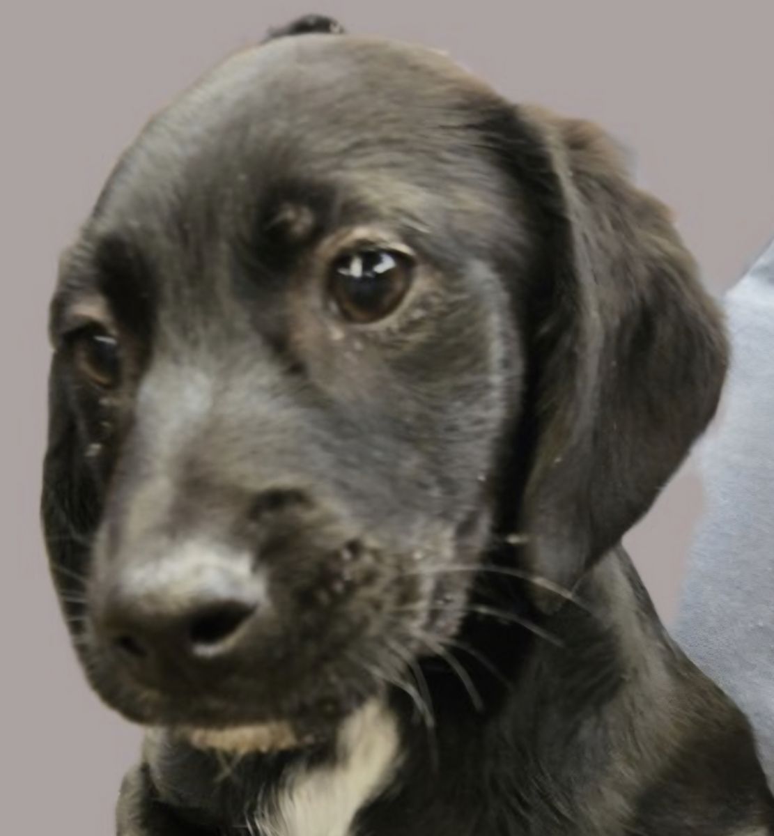 Weenie, 13 week Dachshund mix