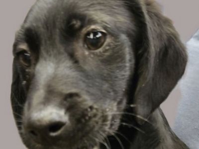 Weenie, 13 week Dachshund mix