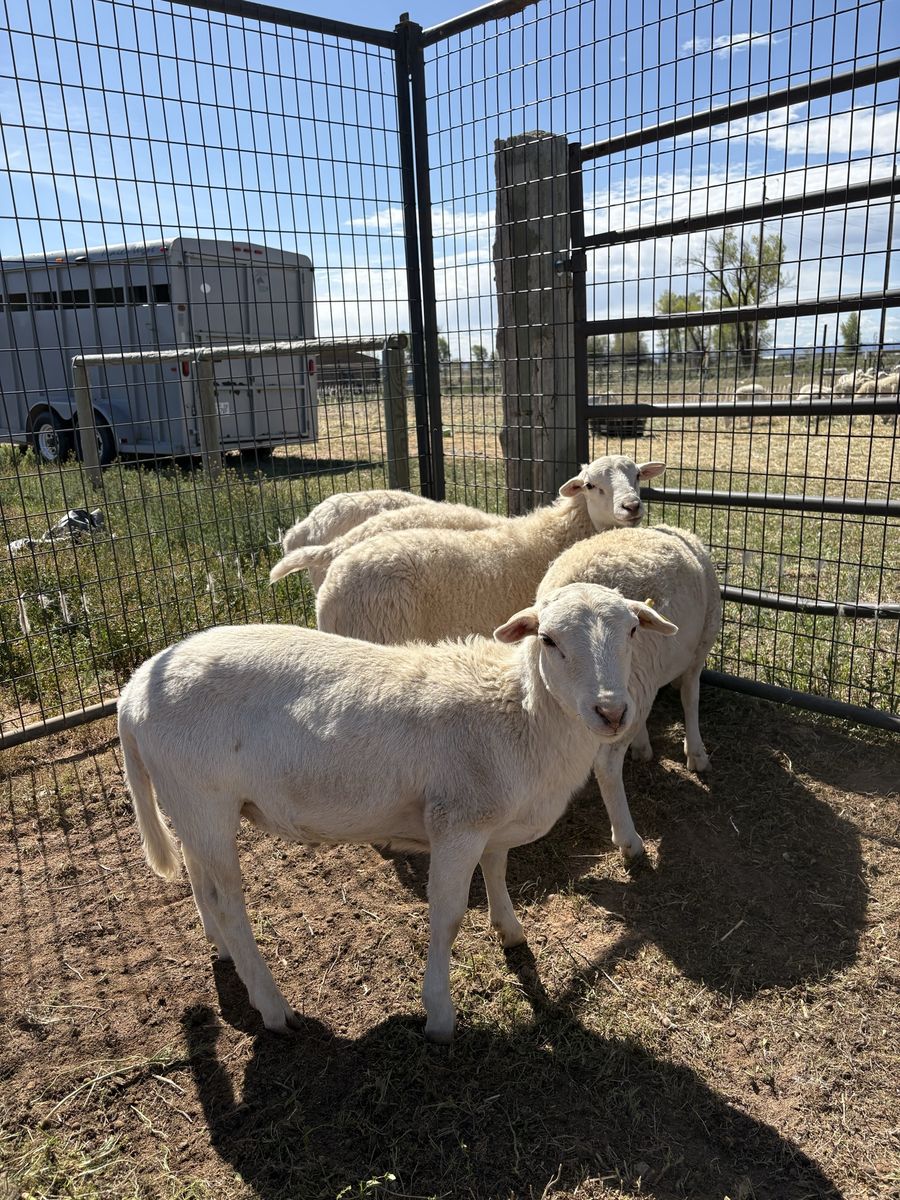 White Dorper Ram Lambs