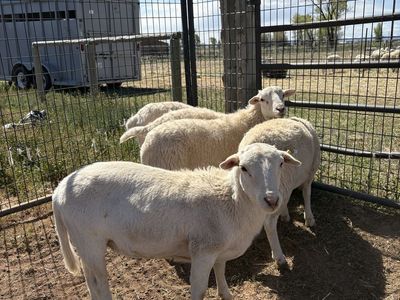 White Dorper Ram Lambs