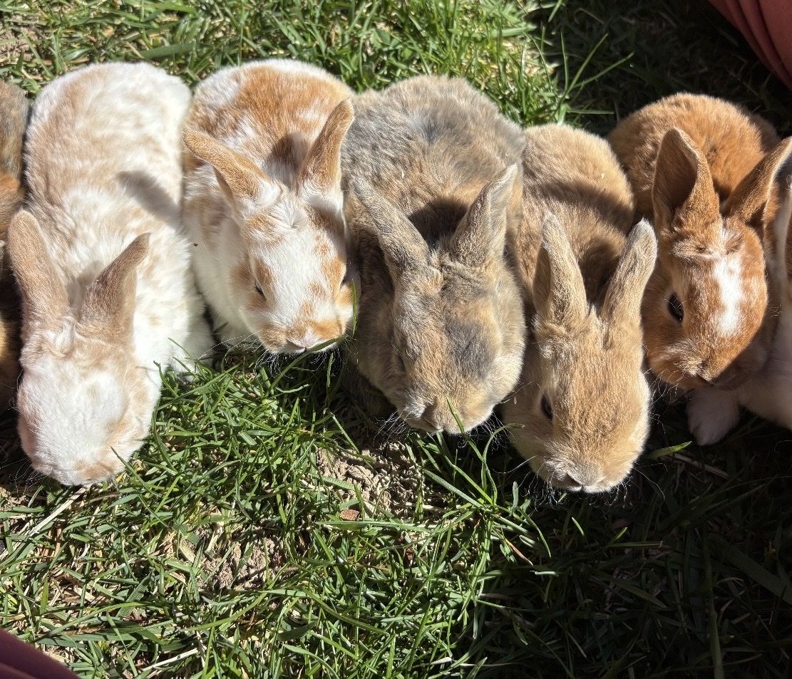 Pure Standard Rex Meat Rabbits