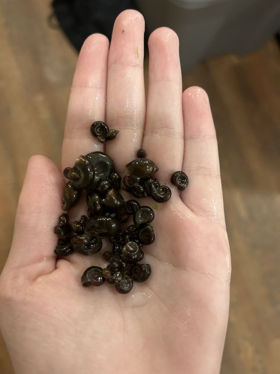 feeder snails ramshorns and bladder 