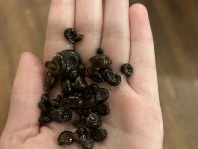 feeder snails ramshorns and bladder