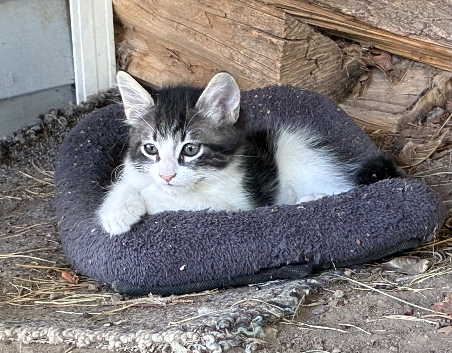 Mama cat and kitten for sale