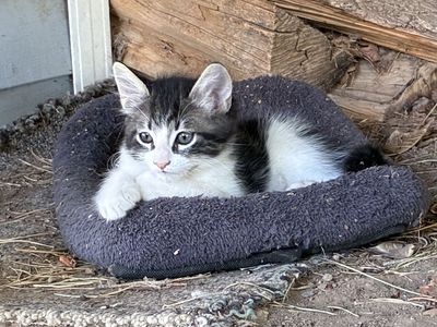 Mama cat and kitten for sale