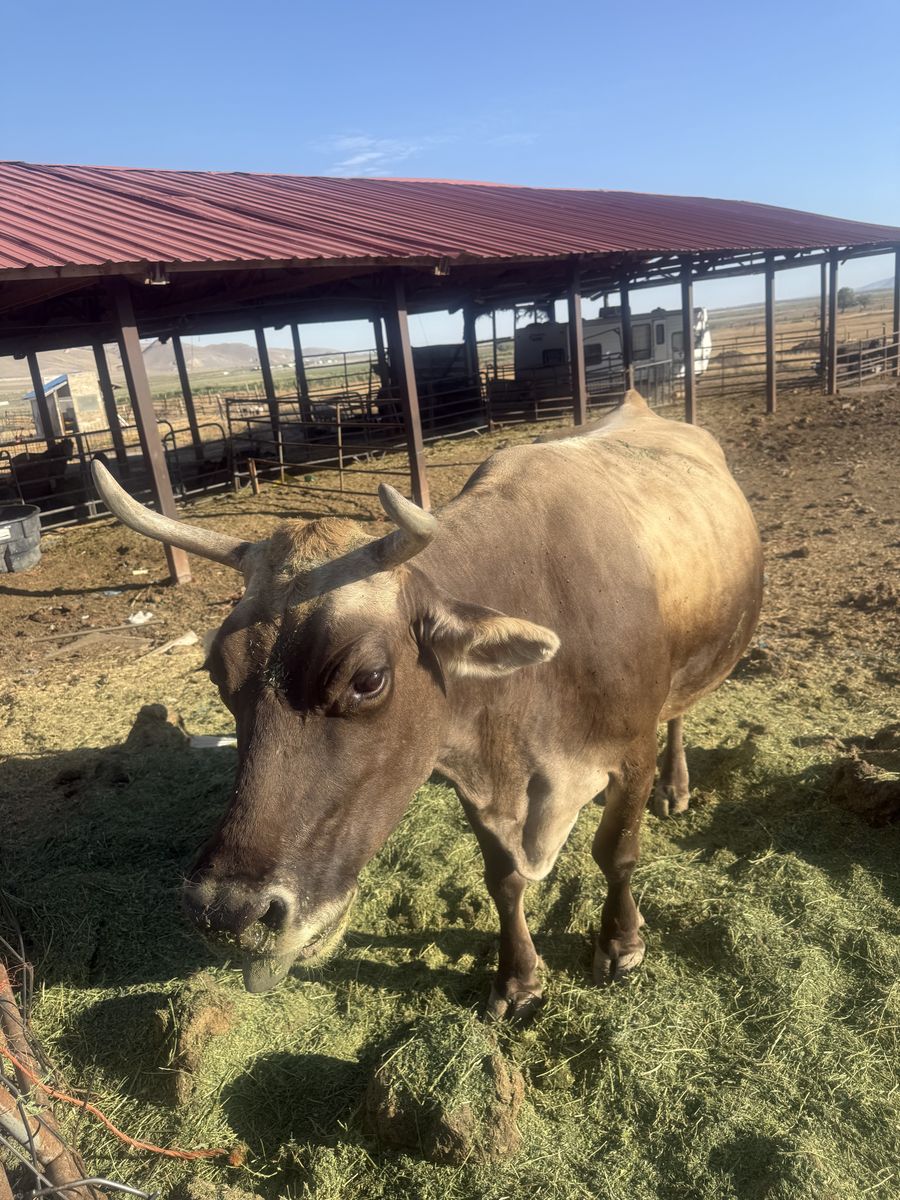 Milk  Cow