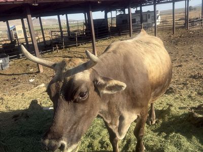 Milk Cow
