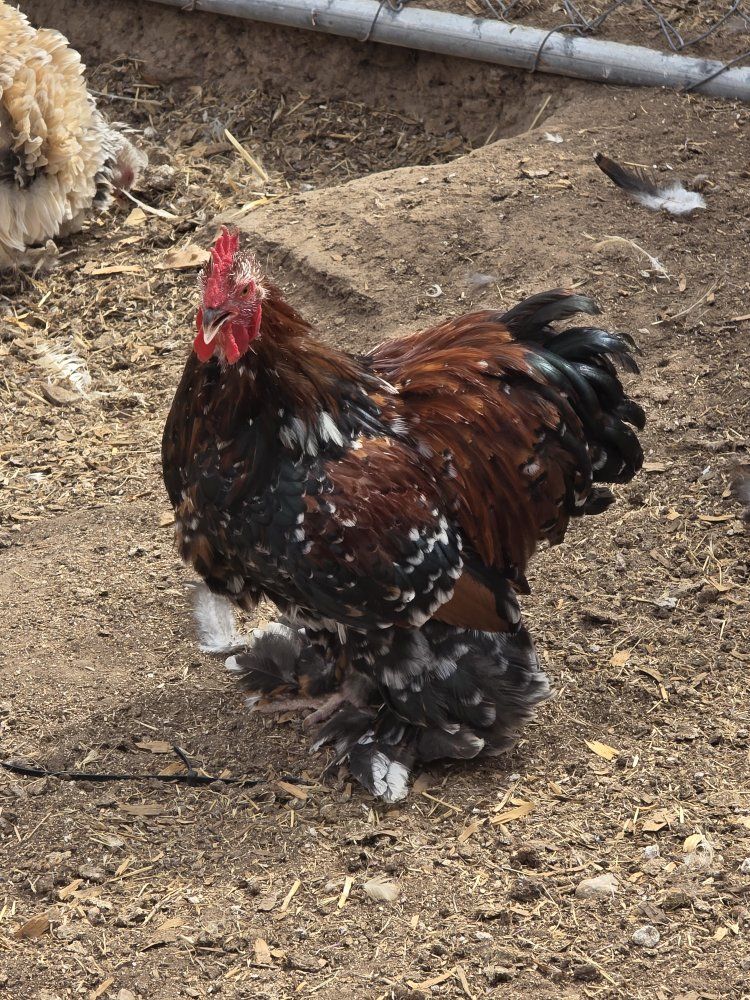 bantam cochin
