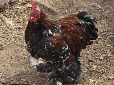 bantam cochin