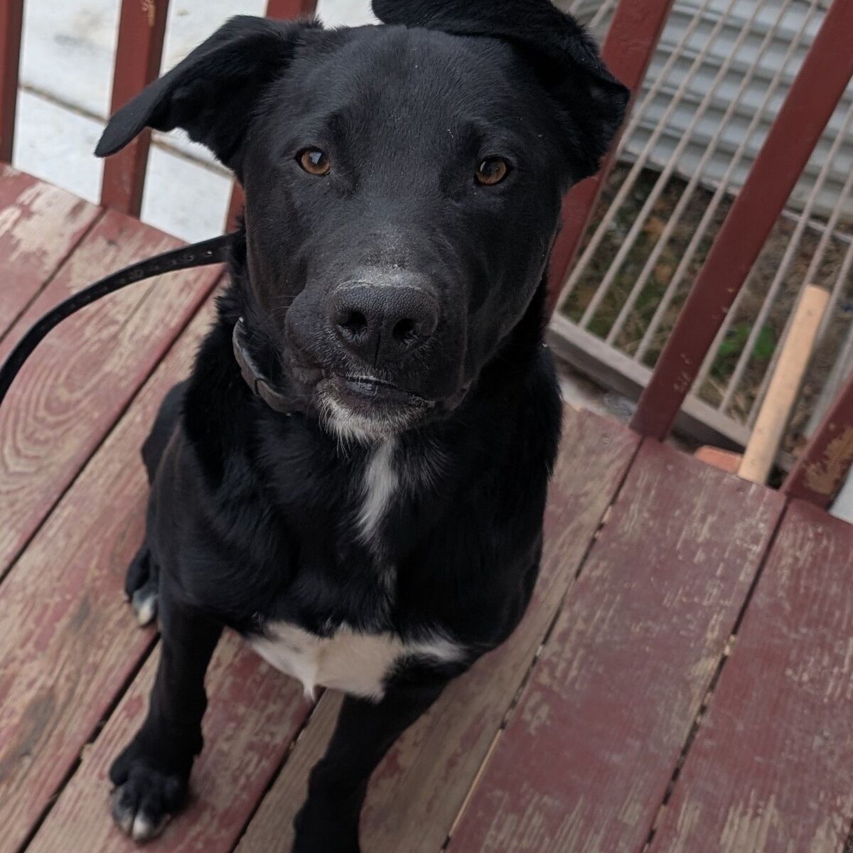 border Collie/lab mix