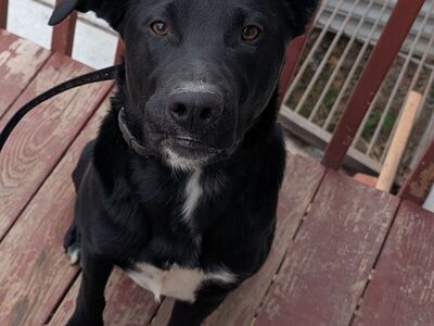 border Collie/lab mix
